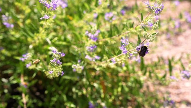 Beautiful bumble bee pollinating purple flowers