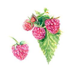Watercolor raspberry. Botanical illustration isolated on white background. Greeting cards, invitations, food and cosmetic product labels, covers.
