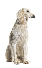 Grey Saluki dog sitting and looking away, isolated on white