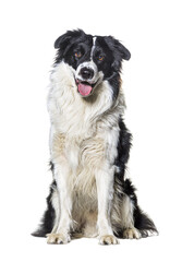 Panting black and white border collie dog portrait posing sitting in front, isolated on white