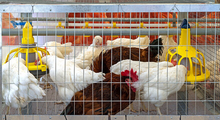 Chickens in metal cage in farm