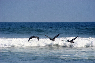 Pelicans In flight Sequential Wings