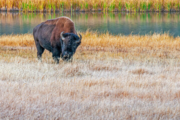 Solitary Buffalo Grazing Near Stream in Yellowstone