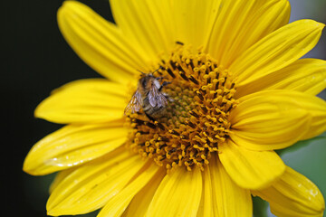  Macro from bee on thoroughbred silphia