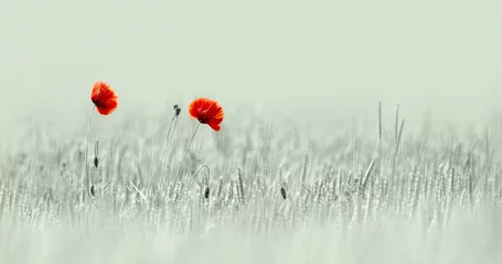 Fototapeten Two Poppies ( Papaver Rhoeas ) © Leny Silina Helmig