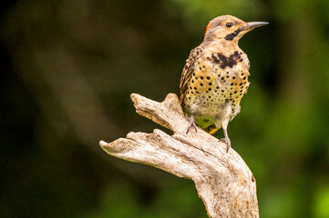 northern flicker perched on wood