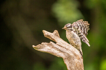 downy woodpecker taking flight