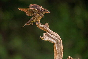 red winged female blackbird landing