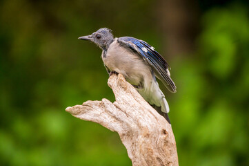 Molting Blue Jay on a perch