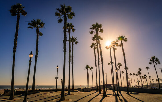 Palm tree silhouettes with a sun burst at sunset in Huntington Beach, California