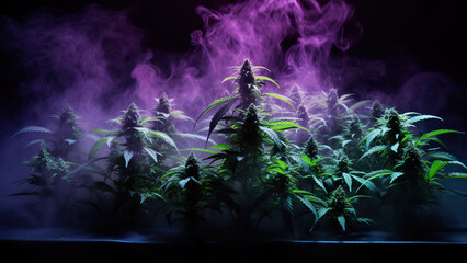 Marijuana leaves in white smoke, and in neon light, on a black background	
