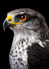 Fototapeta premium Animal portrait of a falco peregrinus on a dark background conceptual for frame