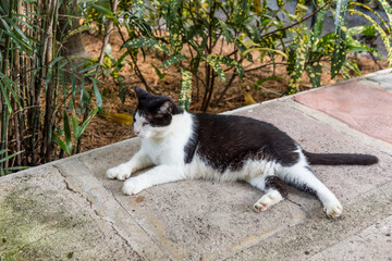 domestic cat in the garden of Ernest Hemmingway in Key West
