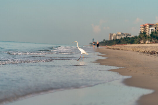 Heron 