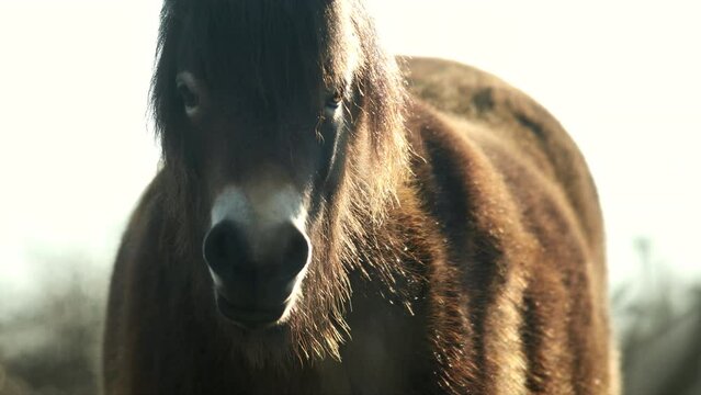 Closeup sunlit wild exmoor pony horse have rest standing in the middle of pasture in late autumn nature habitat in Milovice, Czech republic. Protected animals considered as horse ancestor