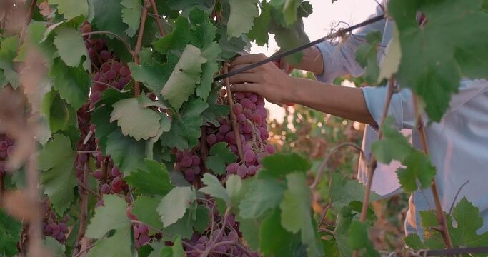 Woman farmer winemaker cutting and picking ripe grape bunches from vines during wine harvest season. The harvesting of wine grapes in winemaking