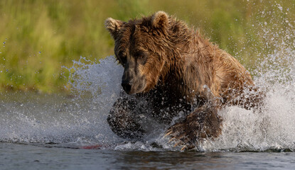 A brown bear fishing for salmon in Alaska 