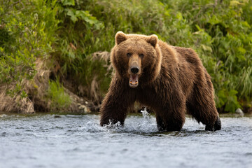 Obraz na płótnie Canvas Brown Bear in Alaska Fishing for Salmon 