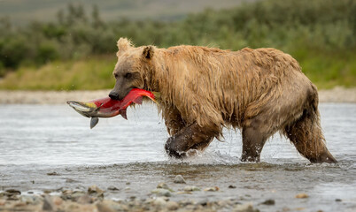 A brown bear fishing for salmon in Alaska 