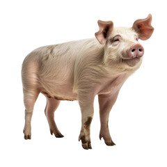 a  pig, 3/4 view full body in an Agricultural-themed, photorealistic illustration in a PNG, cutout, and isolated. Generative ai