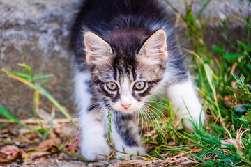 Street Cat, close portrait, wildlife animals