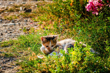 Street Cat, close portrait, wildlife animals