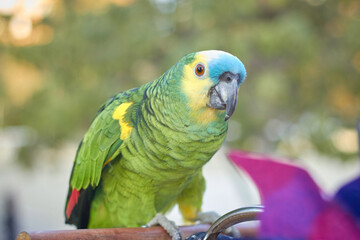 Portrait of a green parrot outdoors in daylight