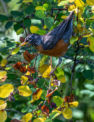 American Robin (Turdus migratorius) Searching for Food