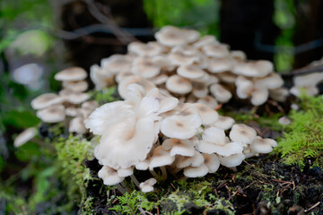 mushrooms in the woods