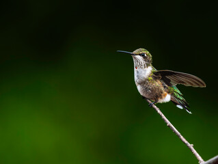 A Ruby-throated Hummingbird ready to take off