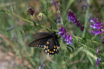 Pipevine Swallowtail Butterfly Feeding on Purple Flowers in the Park