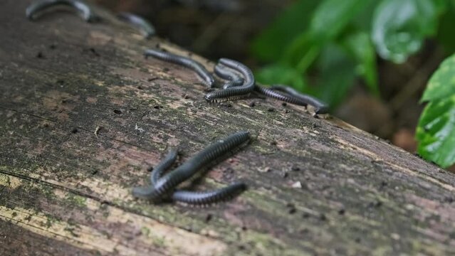 Centipedes on a log crawl and mate close-up. Many millipedes crawling over an old rotten log in the forest. Wildlife ecology, rain forest ground, sunlight. Ukraine, Europe