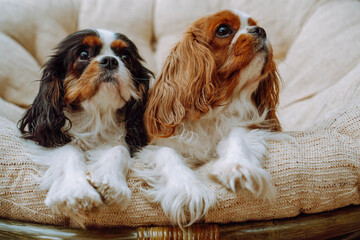 Portrait of two amazing Cavalier King Charles Spaniels lying on beige chair. Dogs with various fur color rest indoor.