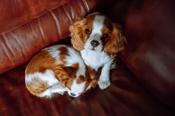 Two amazing Cavalier King Charles Spaniel cubs resting on sofa. One baby calmly fell asleep, second child look up.