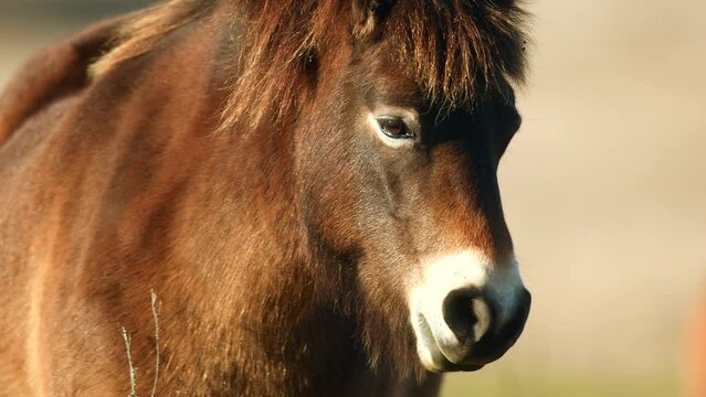 Closeup sunlit wild exmoor pony horse have rest standing in the middle of pasture in late autumn nature habitat in Milovice, Czech republic. Protected animals considered as horse ancestor