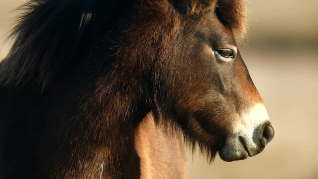 Closeup sunlit wild exmoor pony horse have rest standing in the middle of pasture in late autumn nature habitat in Milovice, Czech republic. Protected animals considered as horse ancestor