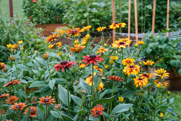 Variety of rudbeckia flowers growing in an outdoor garden space.