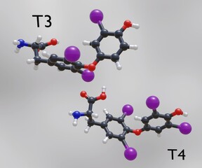 The main hormones produced by the thyroid gland are thyroxine or tetraiodothyronine or T4 and triiodothyronine or T3 3d rendering