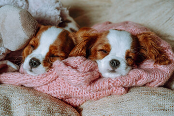 Two small Cavalier King Charles Spaniel puppies sleep on warm knitted blanket. Red and white babies...