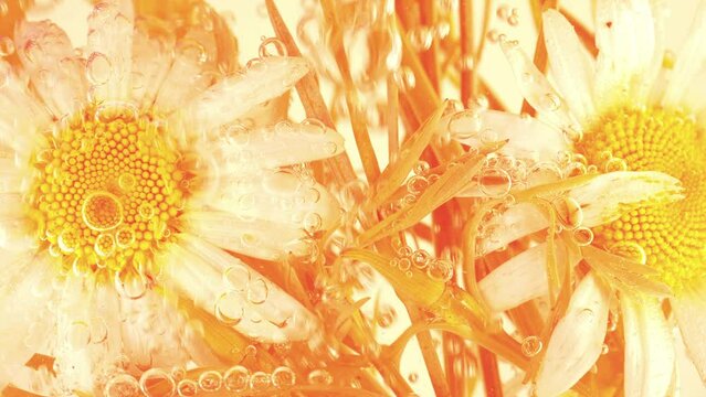 Field wild summer chamomile flowers underwater in air bubbles.