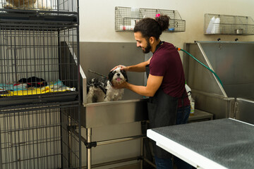 Clean shih tzu dog at the grooming spa shop