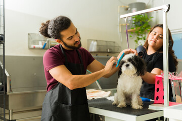 Handsome pet groomer brushing a cute shih tzu dog