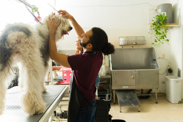 Happy pet groomer cutting the hair of a bobtail dog