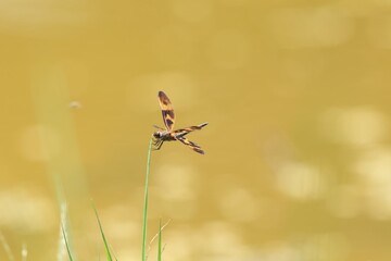Rhyothemis variegata, known as the common picture wing or variegated flutterer, is a species of dragonfly of the family Libellulidae, found in South Asia. This photo was taken in Okinawa, Japan.
