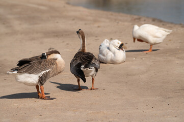 Goose and swan goose are sunbathing on the floor.Selective focus.