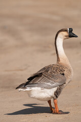 Naklejka na ściany i meble Selective focus on swan goose.Swan goose is on brown background.