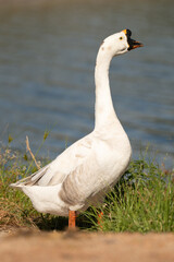 Selective focus on white goose.white goose is standing.