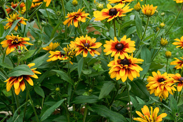 Bright yellow and orange rudbeckia flowers growing in an outdoor garden space.