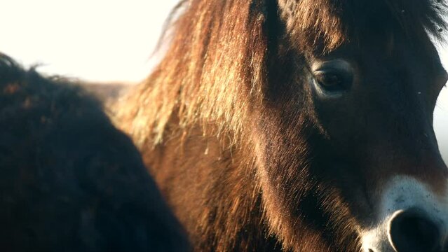 Closeup sunlit wild exmoor pony horse have rest standing in the middle of pasture in late autumn nature habitat in Milovice, Czech republic. Protected animals considered as horse ancestor