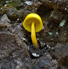 yellow mushroom on a tree trunk
